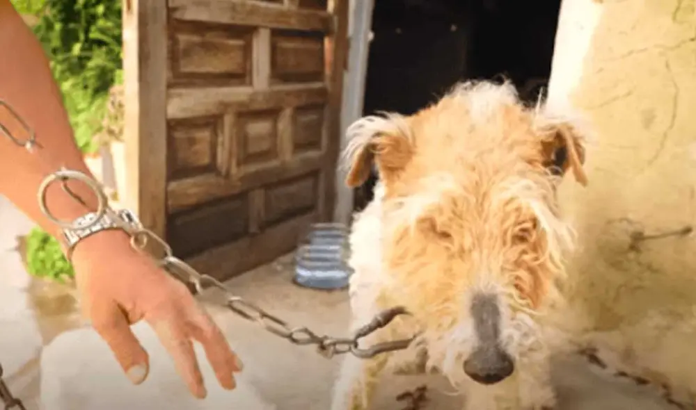 Desliza las imágenes para ver el drástico cambio que experimentó esta perrita callejera tras ser rescatada. Fotocaptura: Víctor Larkhill/YT Desliza las imágenes para ver el drástico cambio que experimentó esta perrita callejera tras ser rescatada. Fotocaptura: Víctor Larkhill/YT