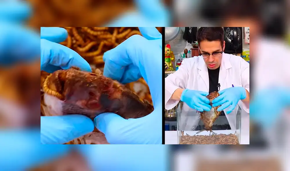 YouTube viral: Arroja pescado a recipiente lleno de gusanos carnívoros y esto sucede [VIDEO]