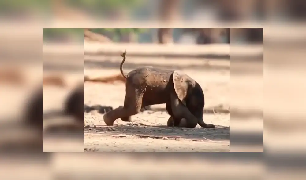 En YouTube, un bebé elefante sufrió varios tropiezos al pretender caminar al lado de su madre. En YouTube, un bebé elefante sufrió varios tropiezos al pretender caminar al lado de su madre.
