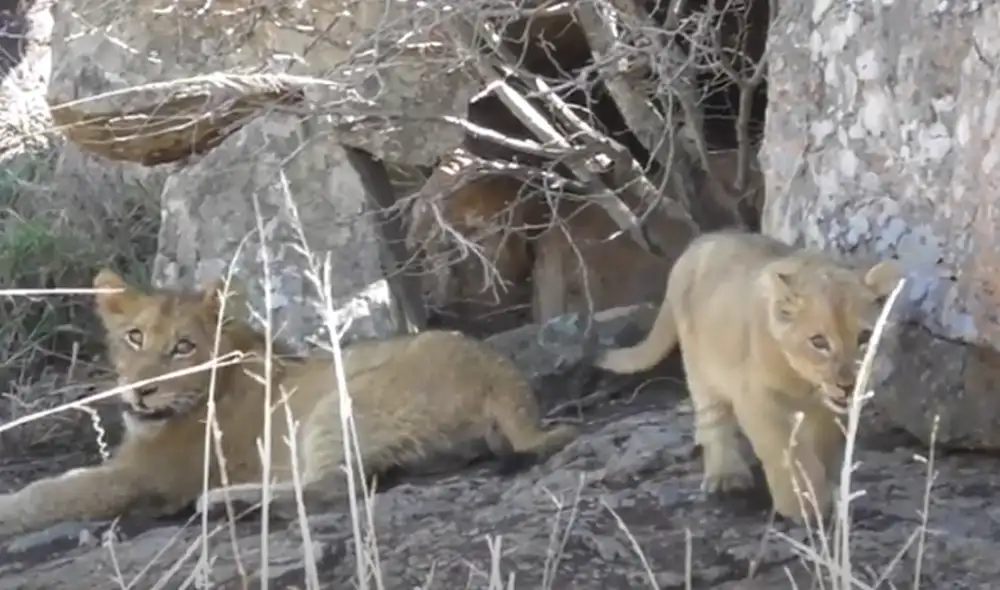 Desliza hacia la izquierda para ver las imágenes del video viral. Foto: captura de YouTube.