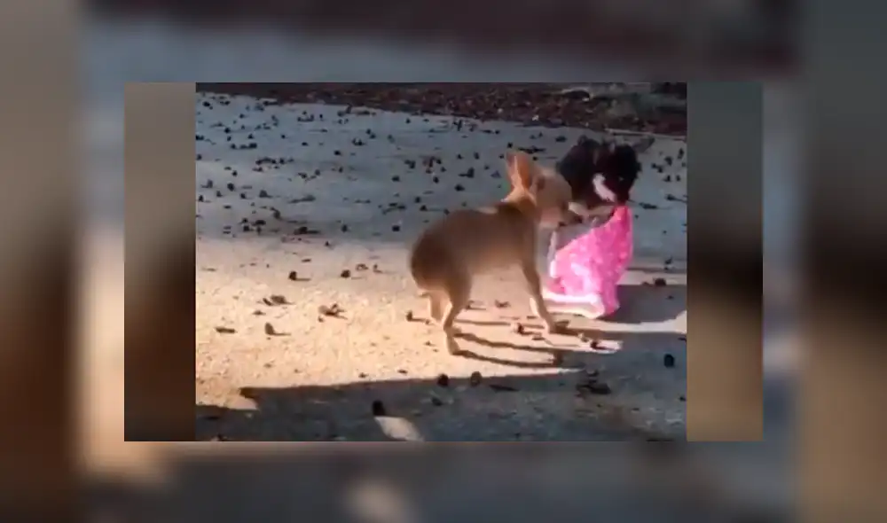 Video es viral en Facebook. Luego de muchos intentos, el perro pudo quitarle la ropa a la nueva mascota de su dueña y para sorpresa de todos quiso ponérsela. Foto: Captura. Video es viral en Facebook. Luego de muchos intentos, el perro pudo quitarle la ropa a la nueva mascota de su dueña y para sorpresa de todos quiso ponérsela. Foto: Captura.