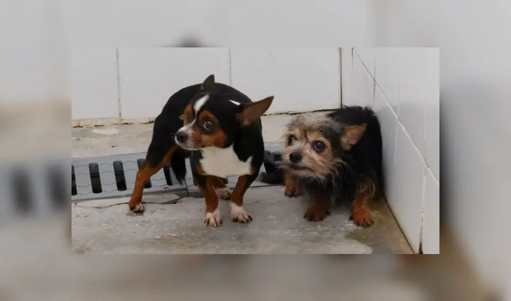 Más allá de las heridas, los perros manifestaban temor a las personas a su alrededor. (Foto: Policía Local Málaga)
