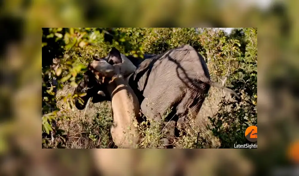 Un hombre  capturó en un video viral de YouTube el feroz ataque de una solitaria leona contra un elefante que merodeaba por la sabana africana.