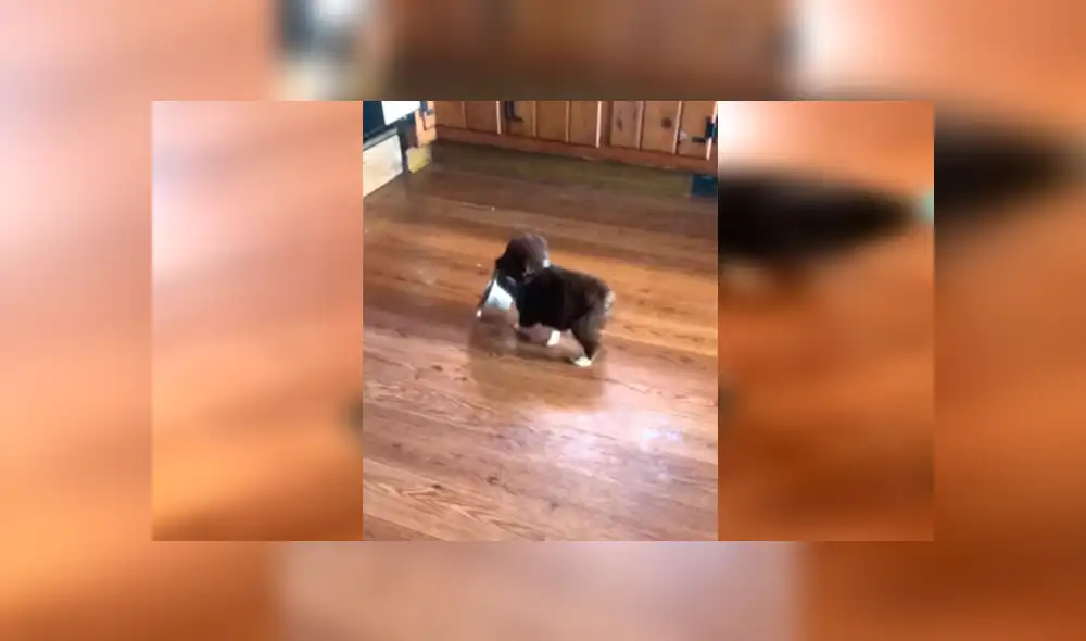 En YouTube, un cachorro no soportó que su dueña atienda a sus hermanos primero y tuvo una inusual reacción.