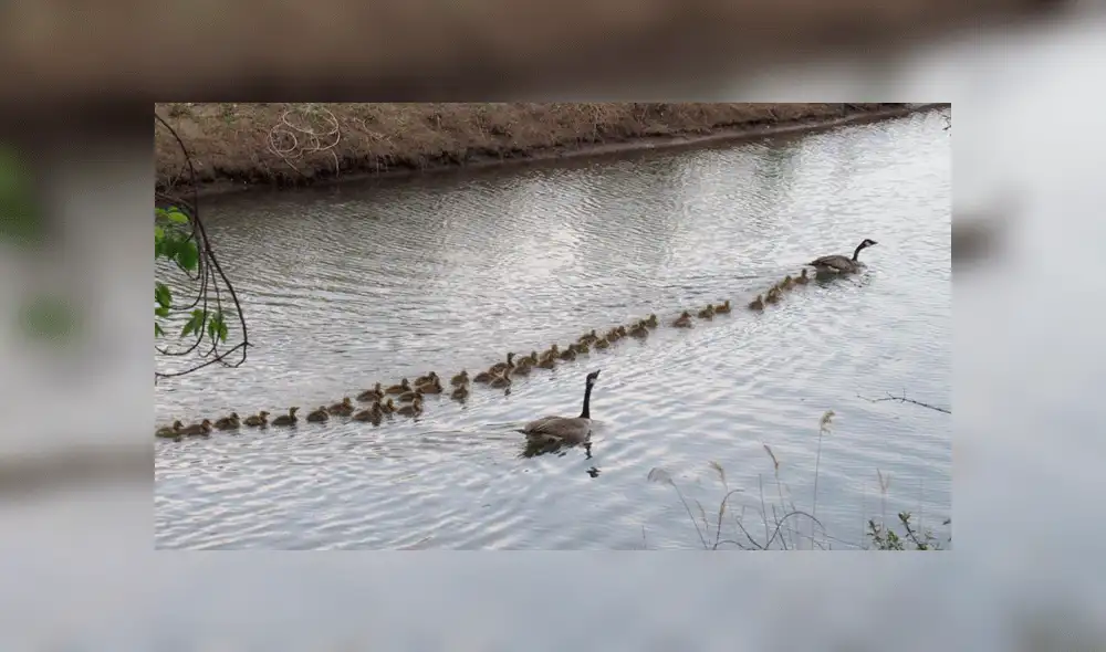 La madre cuida de los polluelos en compañía de su pareja. Foto: Mike Digout / Facebook.