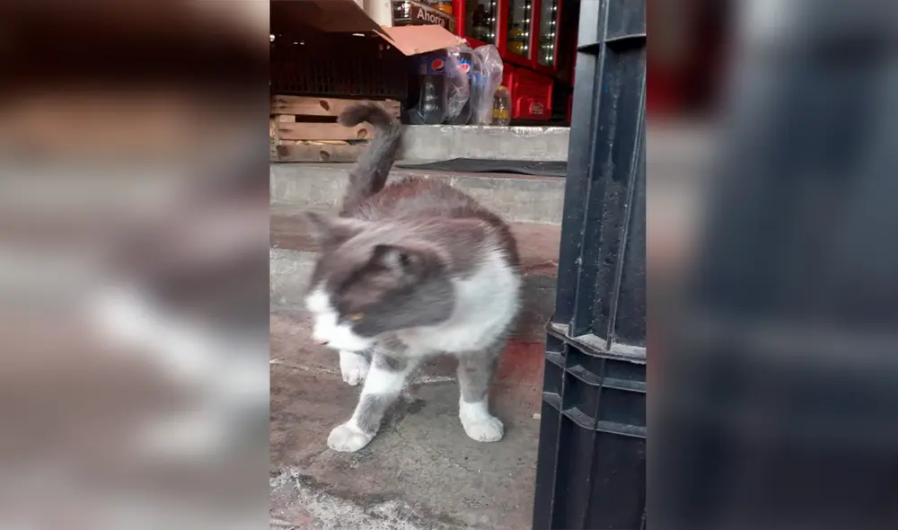 Facebook - gatos - animales