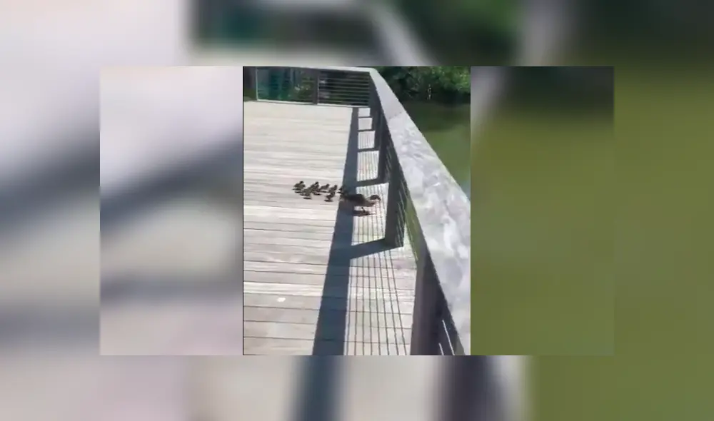 Video es viral en YouTube. Turistas grabaron la peculiar hazaña de los patos recién nacidos cuando se dejaban guiar por su madre