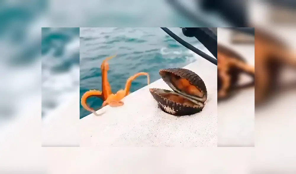 En Facebook, un hombre navegaba por una bahía en Japón cuando de pronto vio que una ‘misteriosa criatura’ salió de la almeja.