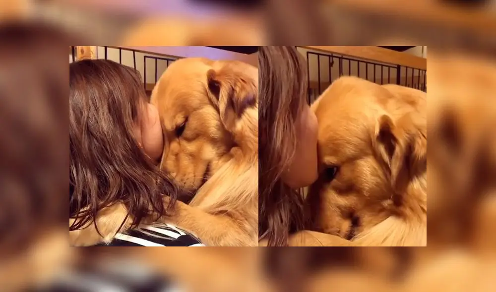 Desliza las imágenes para ver la dramática escena que protagonizó un perro al reencontrarse con su dueña. Foto: Woof Woof Desliza las imágenes para ver la dramática escena que protagonizó un perro al reencontrarse con su dueña. Foto: Woof Woof