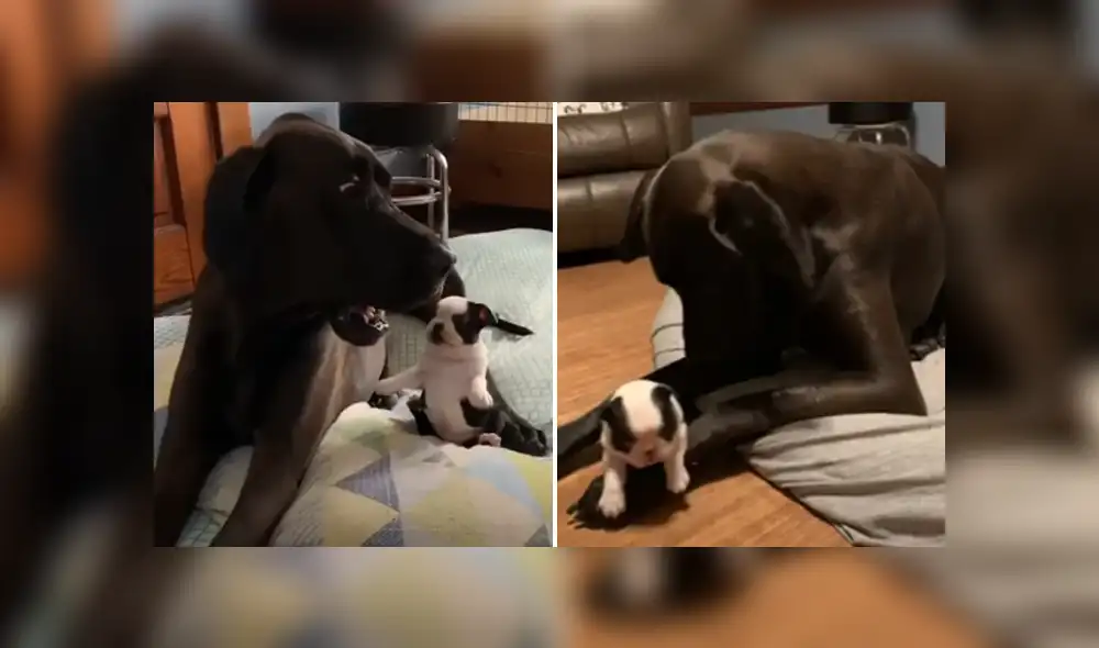 Desliza hacia la izquierda para ver las imágenes del viral de YouTube. Foto: Captura. Desliza hacia la izquierda para ver las imágenes del viral de YouTube. Foto: Captura.