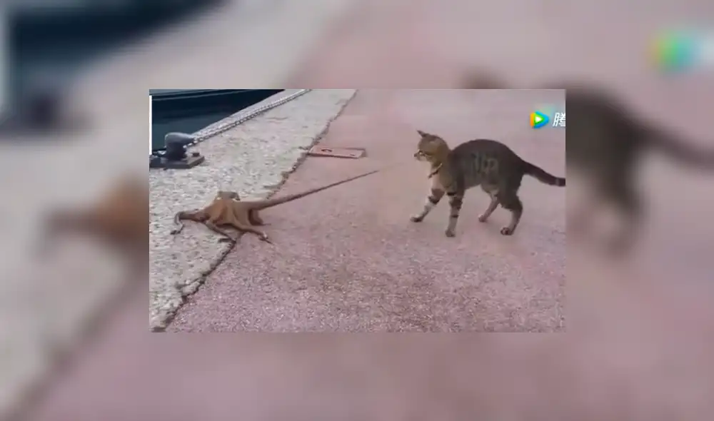 YouTube viral: enorme criatura emerge del mar y se enfrenta a curioso gato [VIDEO]