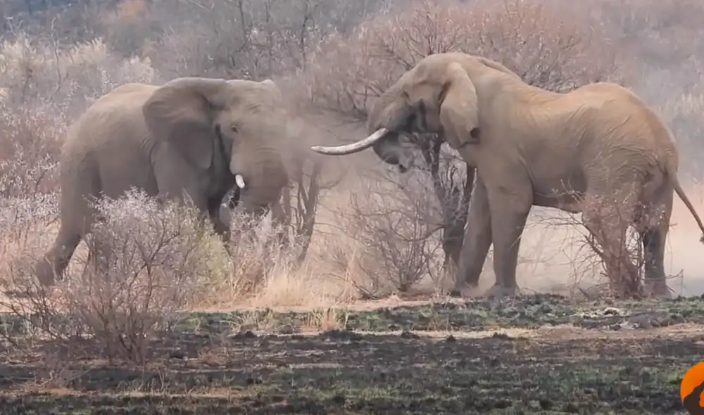 Los elefantes mueren principalmente por la caza de los humanos. Foto: Kruger Sightings / YouTube Los elefantes mueren principalmente por la caza de los humanos. Foto: Kruger Sightings / YouTube