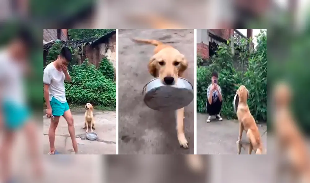 En Facebook, un perro sostenía su plato de comida para pedir comida a las personas en la calle y recibió conmovedora ayuda.