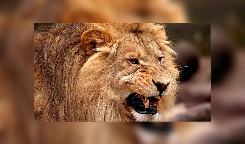 YouTube viral: estas son las sobrecogedoras imágenes de cuando leones devoran a enorme búfalo [VIDEO]