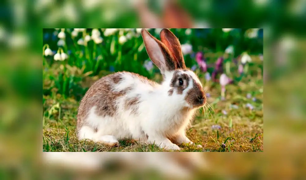 El ‘Ébola del conejito’ no contagia a los humanos o a otras especies de animales. Foto: Referencial El ‘Ébola del conejito’ no contagia a los humanos o a otras especies de animales. Foto: Referencial