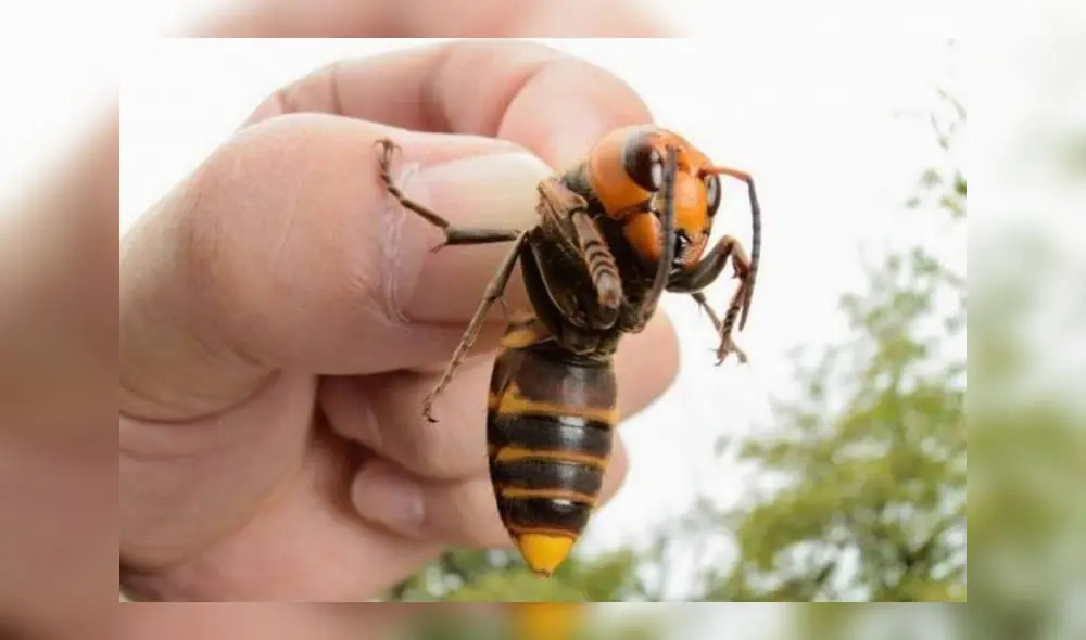 Avispón asiático Avispón asiático