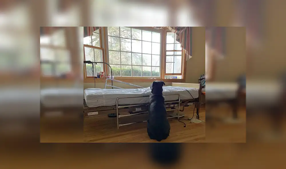 En Facebook, un perro miró atento a la ventana con la ilusión que su dueño regrese, pero él ya había fallecido.
