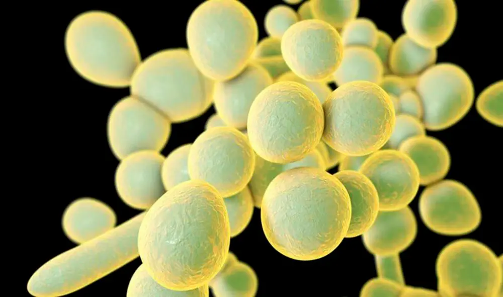 La candida auris es una bacteria emergente que puede agravar el estado de salud de un paciente que esté luchando contra la COVID-19 en un hospital | Foto: SCIENCE PHOTO LIBRARY La candida auris es una bacteria emergente que puede agravar el estado de salud de un paciente que esté luchando contra la COVID-19 en un hospital | Foto: SCIENCE PHOTO LIBRARY