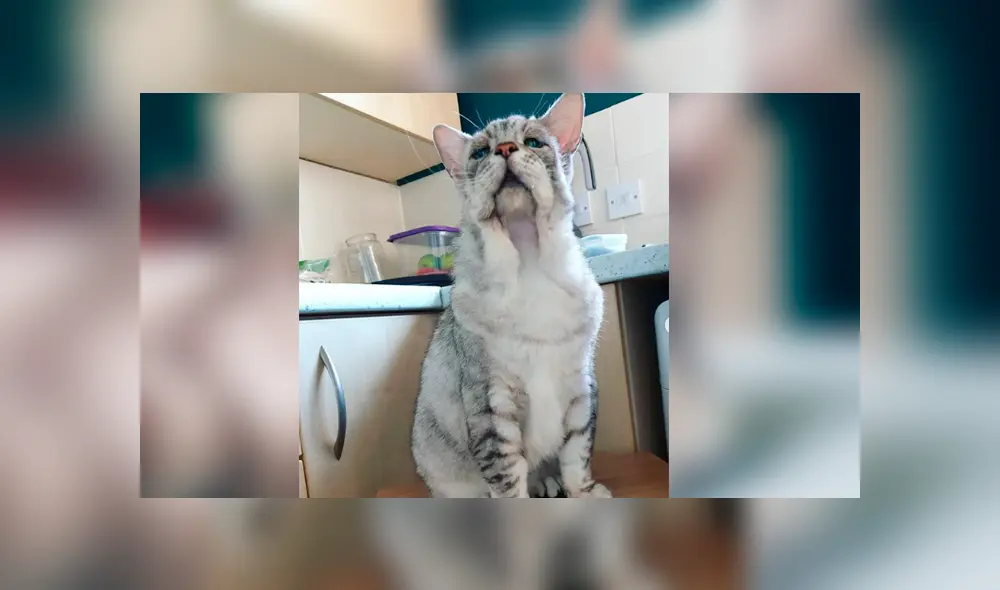 Gato con extraño síndrome fue abandonado por su aspecto y ahora tiene una nueva familia Gato con extraño síndrome fue abandonado por su aspecto y ahora tiene una nueva familia