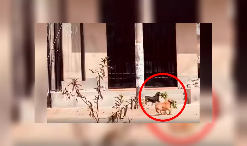 Desliza las imágenes para apreciar la noble acción de unos perros para ayudar en las labores a su dueña.