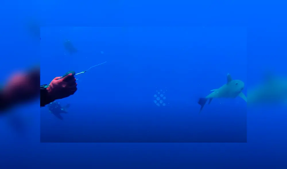 Valiente buzo ayuda a tiburón blanco.