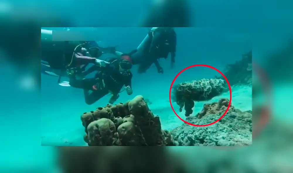 Buzos descubren extraña piedra en el mar, se asoman y criatura sufre sorprendente transformación [VIDEO] 