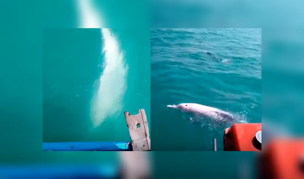 Desliza a la izquierda para ver esta magnífica aparición. Foto: Captura.