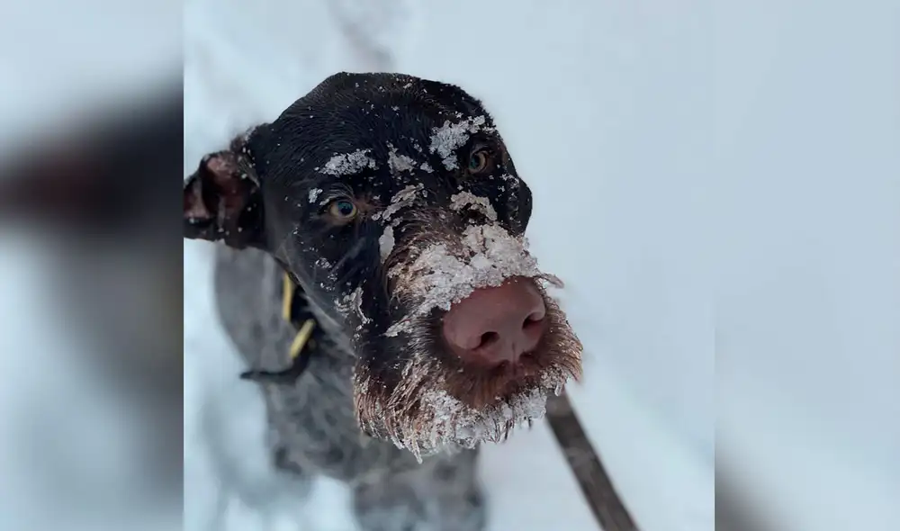 Desliza las imágenes para ver la valiente acción de un perro al encontrar a un animal que estaba enterrado en la nieve. Foto: captura de YouTube