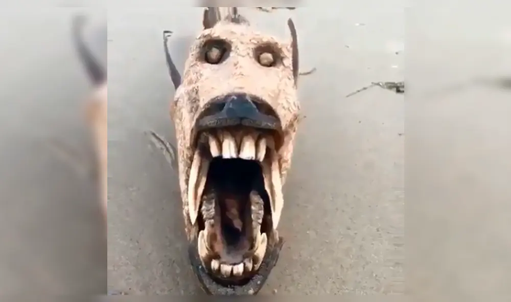 Facebook: aparición de 'pez monstruo' tiene aterrados a miles de australianos[VIDEO]