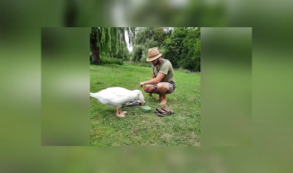 Un hombre incubó un huevo y ahora tiene un ganso de mascota. Foto: Facebook.