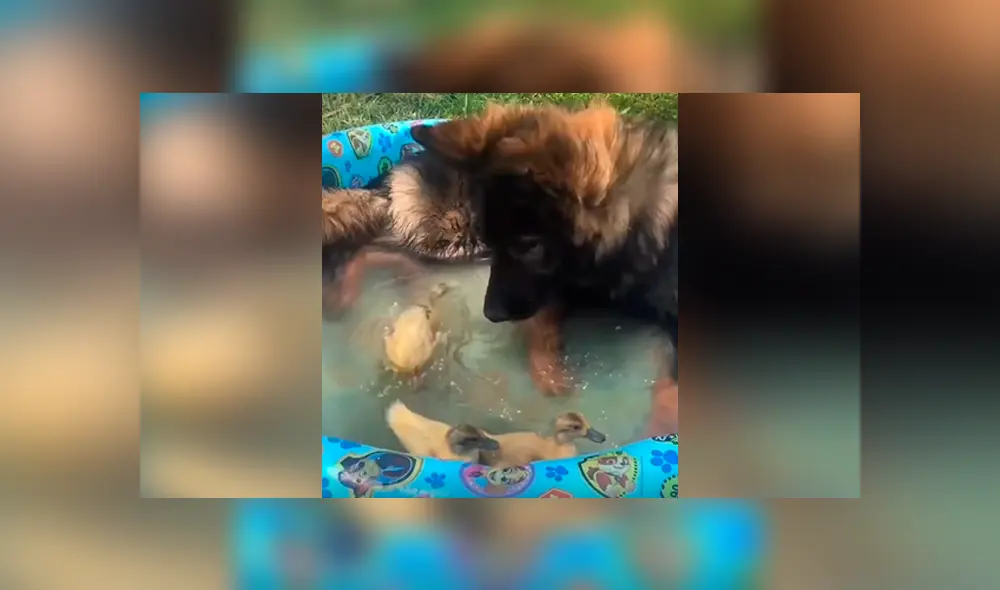 Desliza las imágenes hacia la izquierda para apreciar la reacción de un perro al tener cerca unas pequeñas aves.
