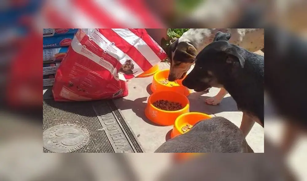 Perritos recibieron donación y pudieron acceder a los alimentos. Créditos: Rintisa.