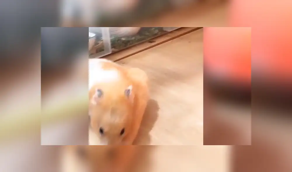 Facebook viral: tierno hámster introduce enorme mazorca en su cuerpo y no sufre daños [VIDEO]