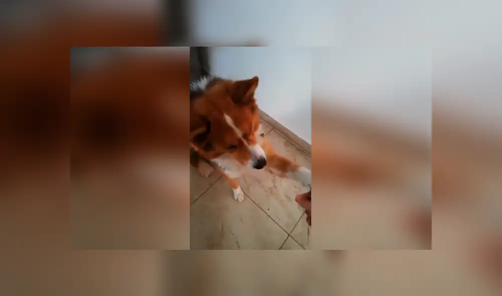 Desliza las imágenes para observar el buen comportamiento de un perro al obedecer las indicaciones de su dueño. Desliza las imágenes para observar el buen comportamiento de un perro al obedecer las indicaciones de su dueño.