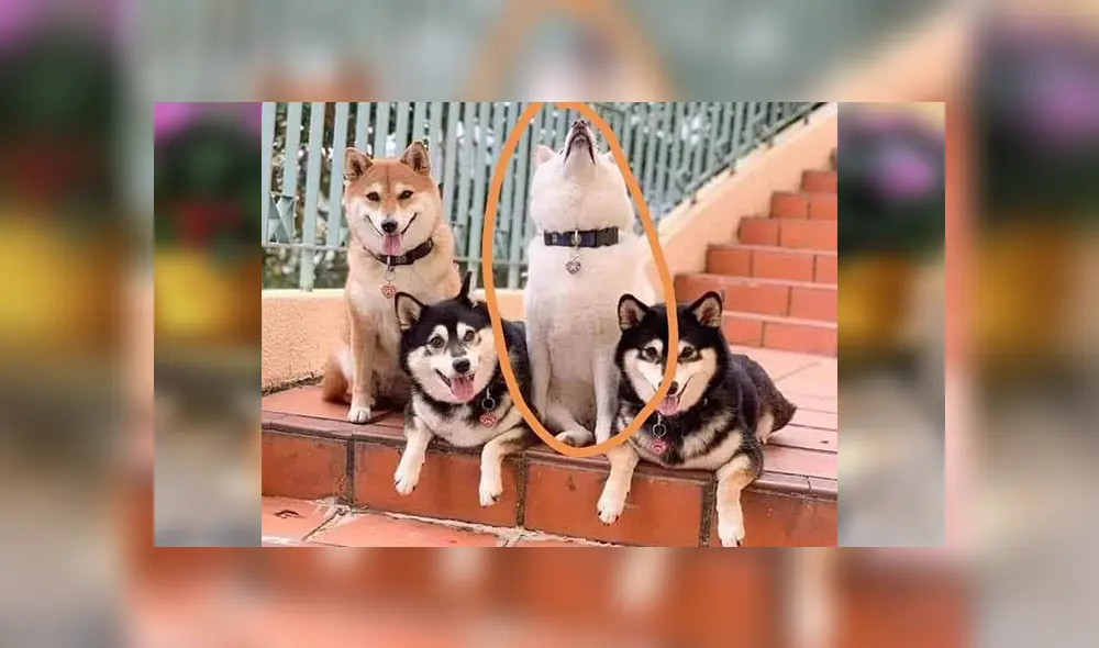 Desliza las imágenes hacia la izquierda para apreciar la travesura que hizo un perro en plena sesión de fotos.