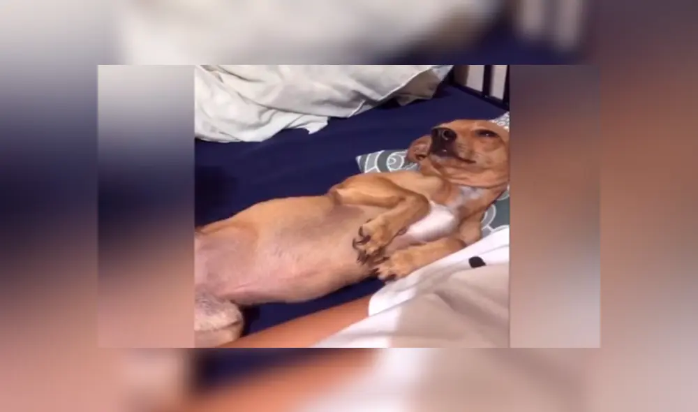 En Facebook, un joven fue captado en una amorosa escena al lado de un perro que rechazó para adoptarlo. En Facebook, un joven fue captado en una amorosa escena al lado de un perro que rechazó para adoptarlo.
