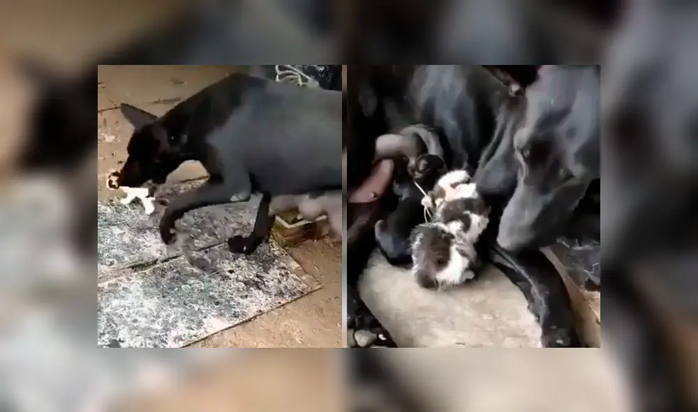 Video es viral en YouTube. El can se percató del indefenso animal y lo llevó hasta su refugio para alimentarlo junto a otro gato y su cachorro recién nacido Video es viral en YouTube. El can se percató del indefenso animal y lo llevó hasta su refugio para alimentarlo junto a otro gato y su cachorro recién nacido