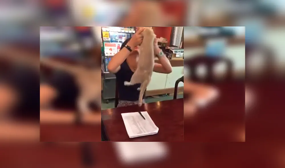 Graciosa gata ha desatado más de una carcajada en YouTube con su hilarante conducta para llamar la atención de su dueña Graciosa gata ha desatado más de una carcajada en YouTube con su hilarante conducta para llamar la atención de su dueña