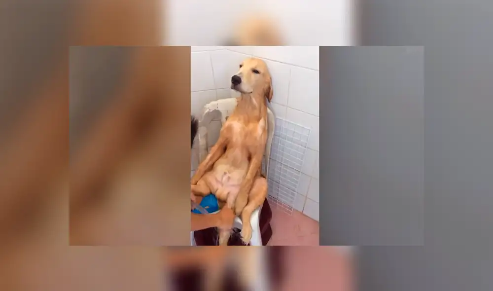 Facebook viral: Chico baña a perro por primera vez y queda en shock con su reacción [VIDEO] 