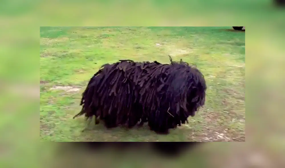 YouTube viral: Descubre extraño bulto en la calle, se asoma y queda en shock [VIDEO] 