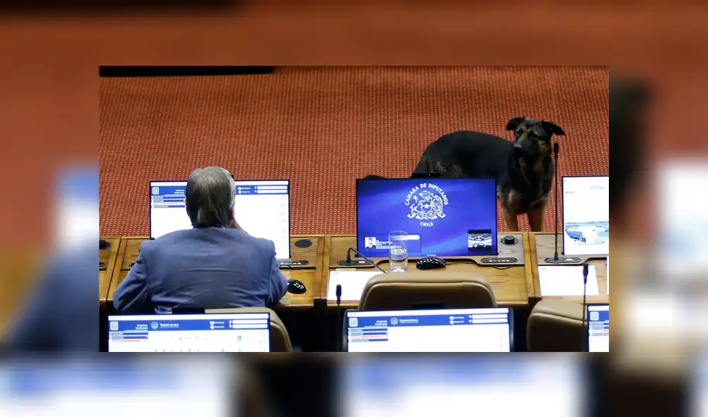 El perrito interrumpió el hemiciclo mientras se debatía el proyecto de ley de Seguro Catastrófico. Foto: Cooperativa.cl