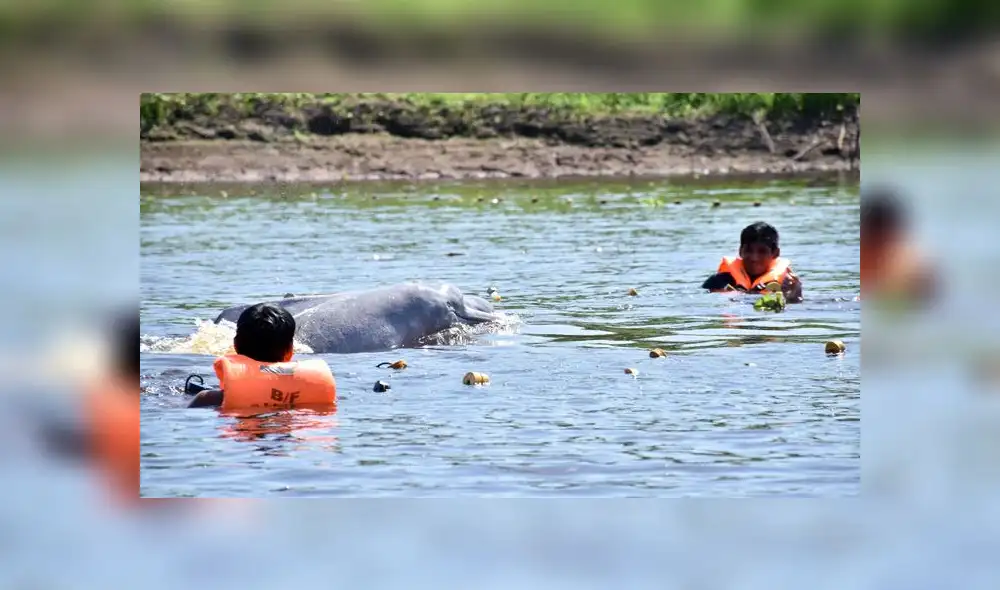 Aprueban plan que protege al manatí y los delfines de la Amazonía