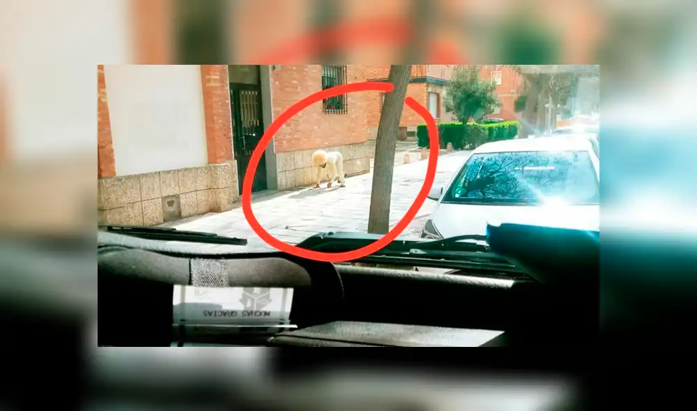 El sujeto se disfrazó de perro con el fin de poder romper con el aislamiento social por coronavirus. (Foto: Twitter)