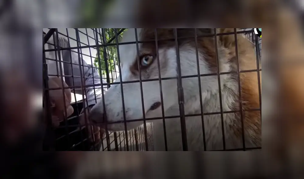 Desliza hacia la izquierda para ver las imágenes del viral de YouTube. Desliza hacia la izquierda para ver las imágenes del viral de YouTube.