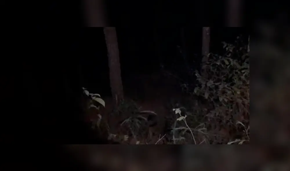 Jóvenes youtubers ingresan a bosque de madrugada y se topan con aterradora criatura. Jóvenes youtubers ingresan a bosque de madrugada y se topan con aterradora criatura.