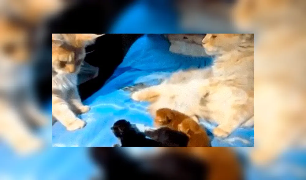 Facebook: Gata infiel es descubierta por su pareja y ocurre lo impensado 