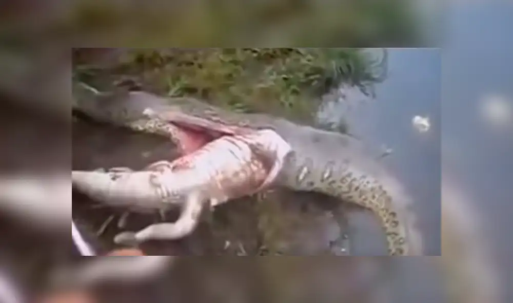 YouTube viral: cercenan el cuerpo de serpiente y encuentran increíble criatura dentro [VIDEO]