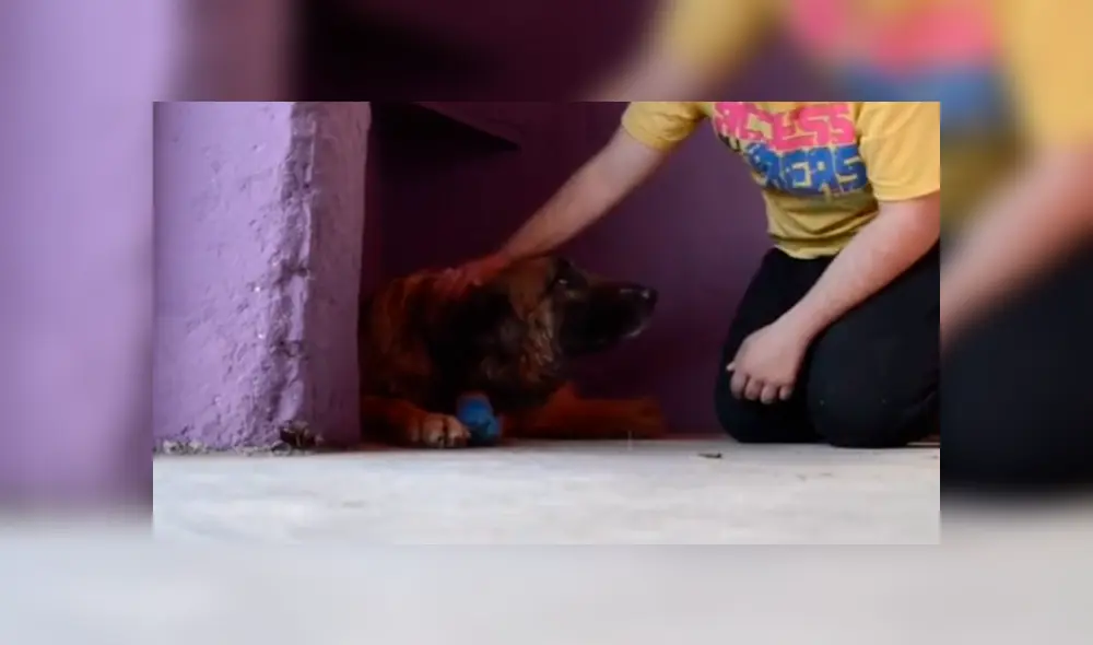 Desliza las imágenes para ver la emotiva reacción que tuvo este perro callejero al recibir caricias de su nuevo dueño. Fotocapturas: Susana Espinoza Jaim/TikTok