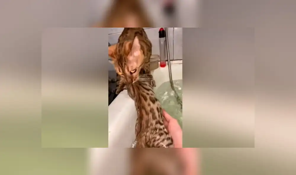 Desliza las imágenes para ver el peculiar 'rescate' que hizo una mamá gata a su pequeño bebé felino. Foto: ViralHog Desliza las imágenes para ver el peculiar 'rescate' que hizo una mamá gata a su pequeño bebé felino. Foto: ViralHog