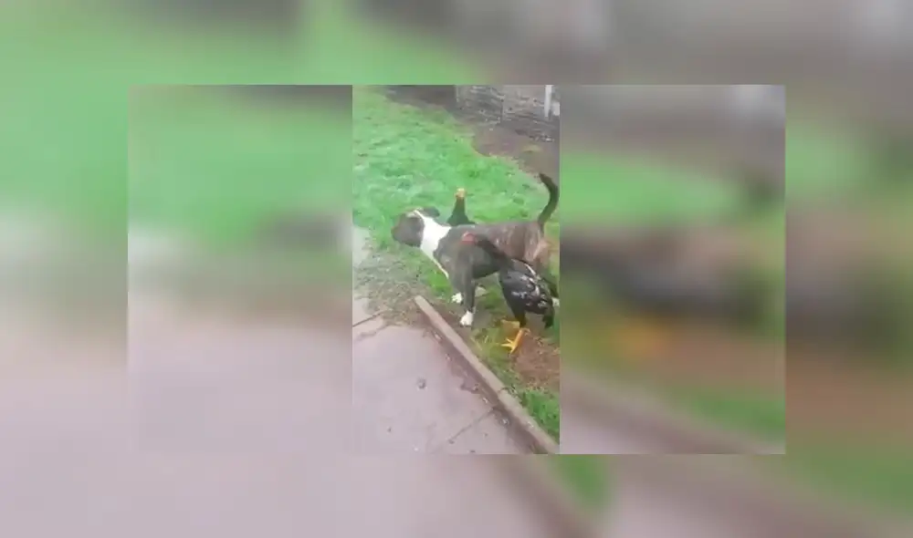 Vía Facebook: pelea de gallos provoca esta reacción en un perro pitbull [VIDEO]